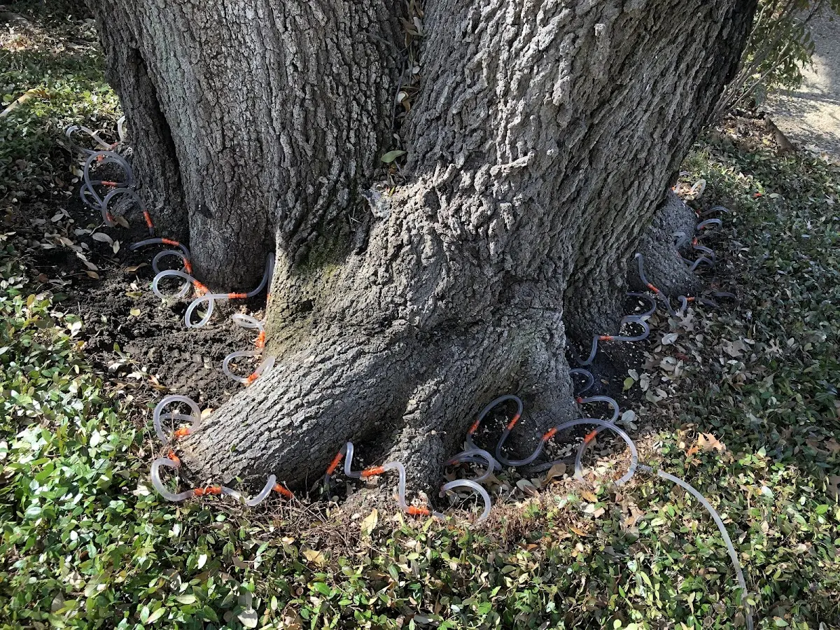 Detailed Tree Cabling and Bracing job site in Hartsville