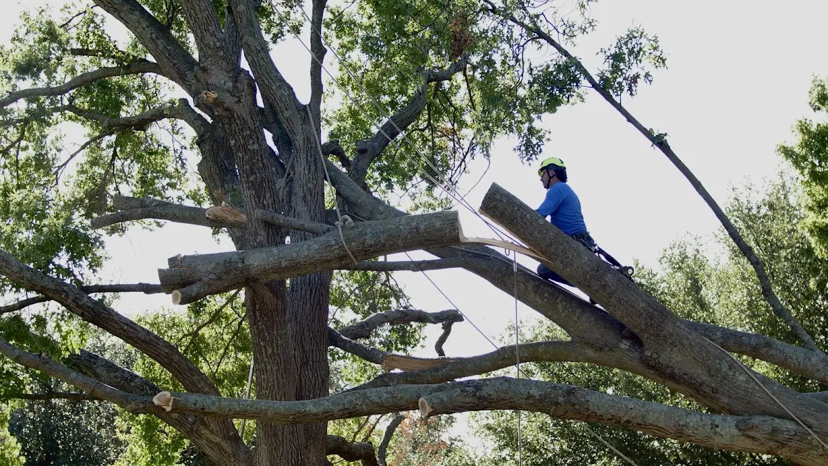 Professional Crown Thinning performed by certified arborists in Hartsville