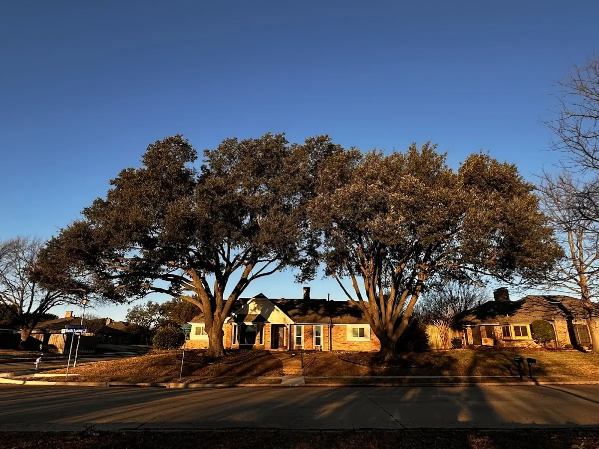 Established residential canopy tree shading a home in Hartsville